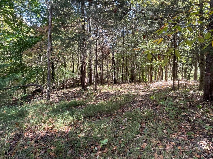 This property consists of 2.495 acres with some cleared - photo 8