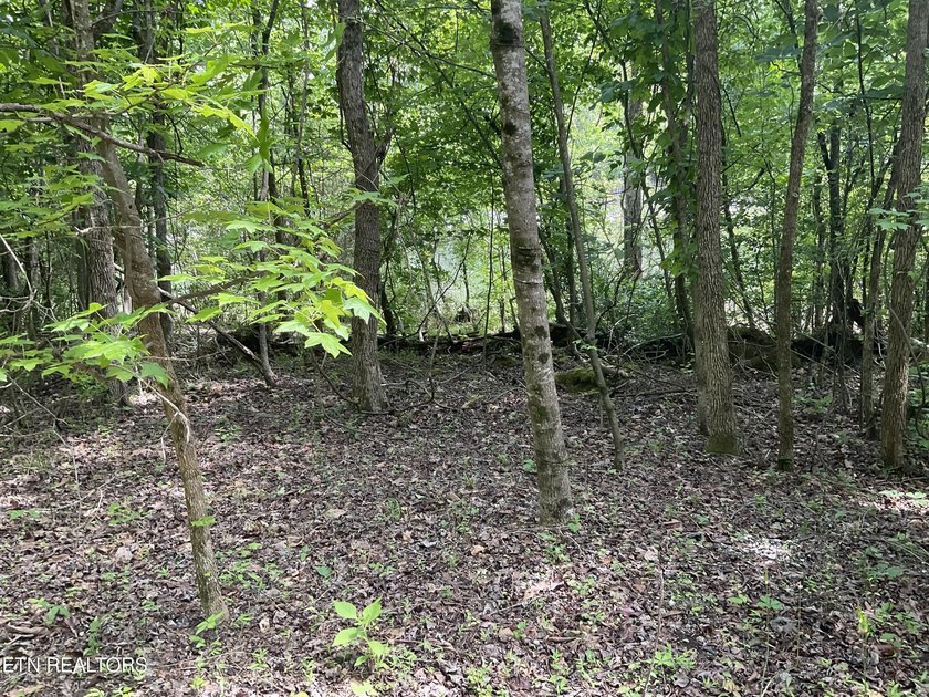 Two lots approximately 1 acre. Wooded with lake access to public - photo 3