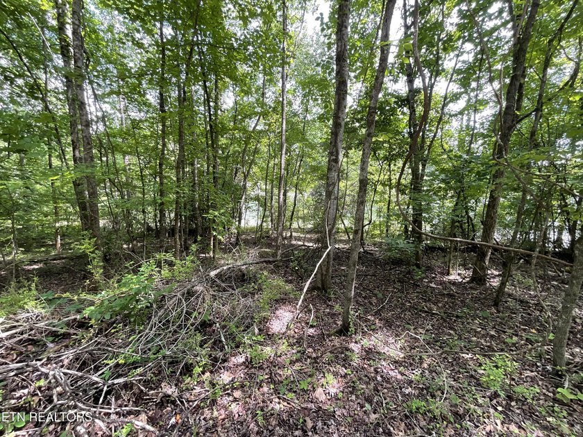 Two lots approximately 1 acre. Wooded with lake access to public - photo 6