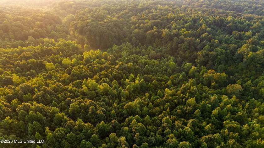 +/-288 Acres - Holmes County, MS | Prime Hunting &amp; Timber Tract - photo 4