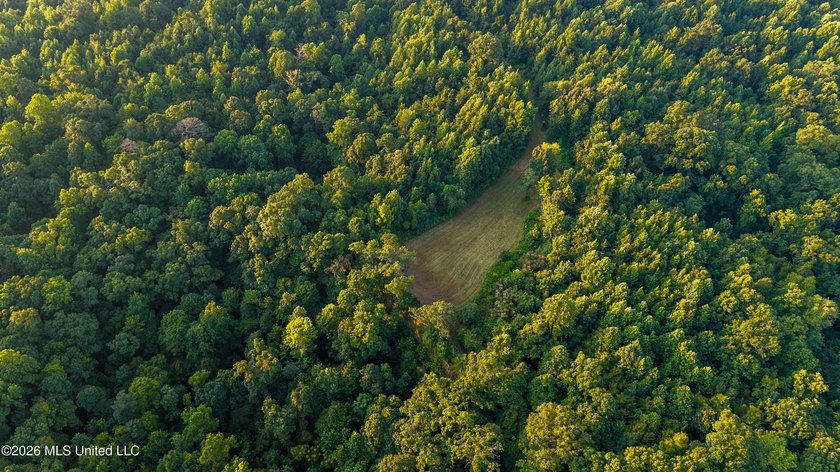 +/-288 Acres - Holmes County, MS | Prime Hunting &amp; Timber Tract - photo 5