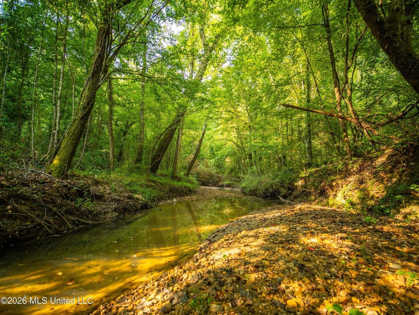 +/-288 Acres - Holmes County, MS | Prime Hunting &amp; Timber Tract - photo 8