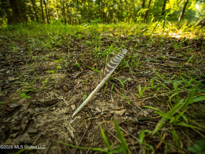 +/-288 Acres - Holmes County, MS | Prime Hunting &amp; Timber Tract - photo 9