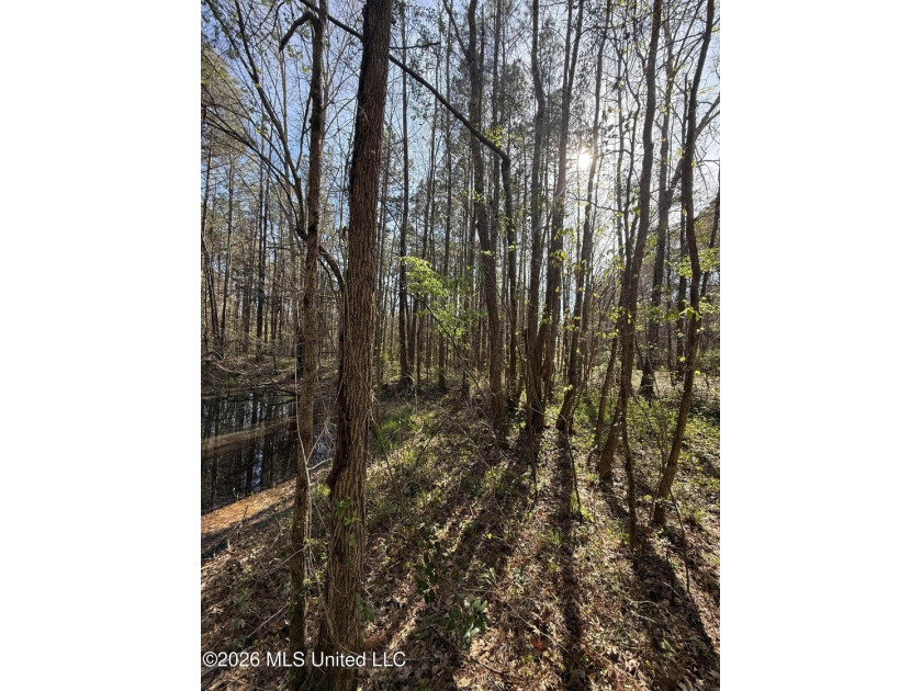 Nestled in Lena, Mississippi, this expansive 56-acre property - photo 7