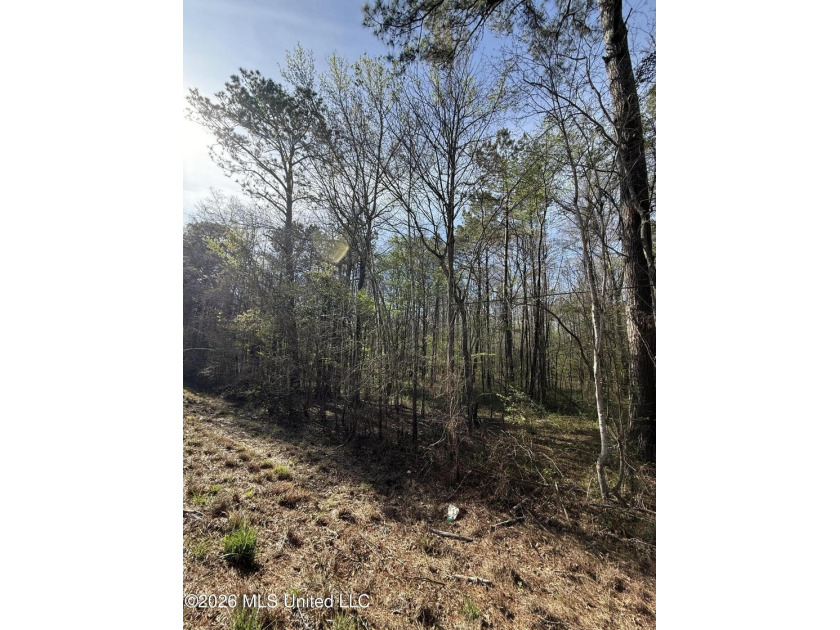 Nestled in Lena, Mississippi, this expansive 56-acre property - photo 8