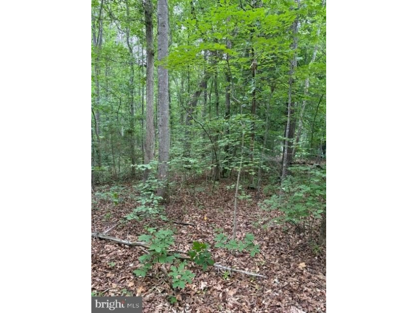 This 2.5 acre wooded property a gem! Enjoy this water access lot - photo 7
