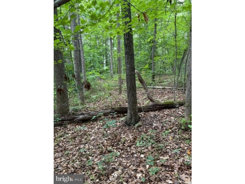 This 2.5 acre wooded property a gem! Enjoy this water access lot - photo 9