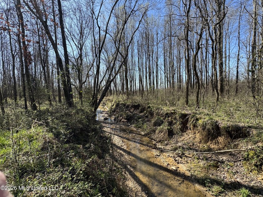 Don't Miss This Opportunity in Yazoo County, MS! Looking for the - photo 3