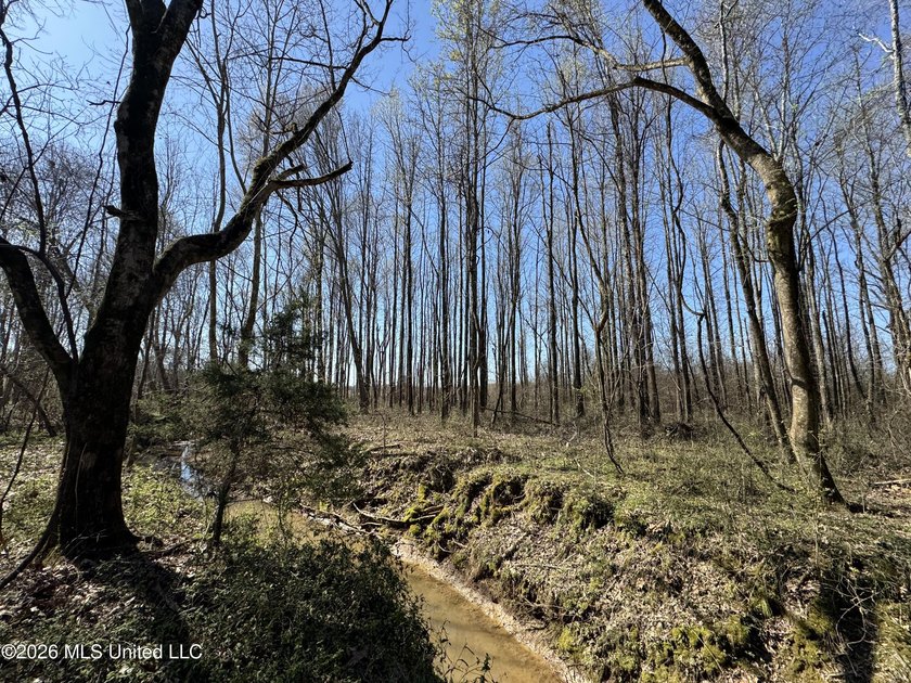 Don't Miss This Opportunity in Yazoo County, MS! Looking for the - photo 5