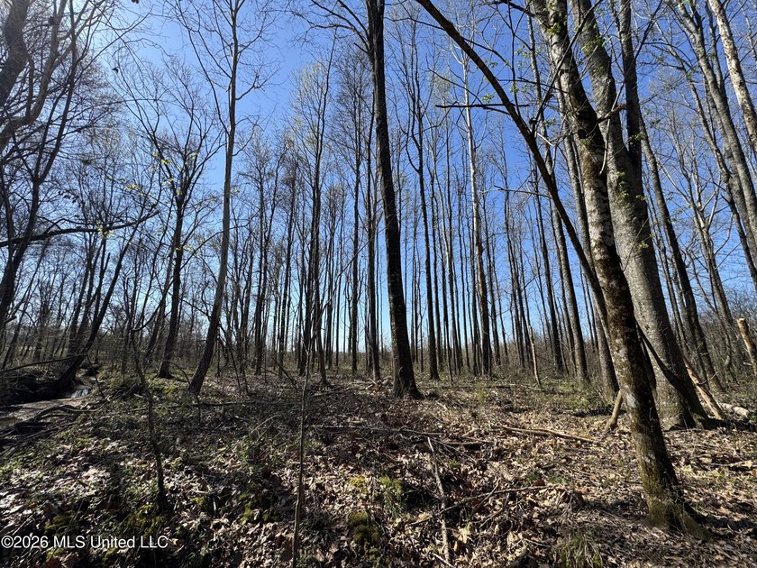 Don't Miss This Opportunity in Yazoo County, MS! Looking for the - photo 6