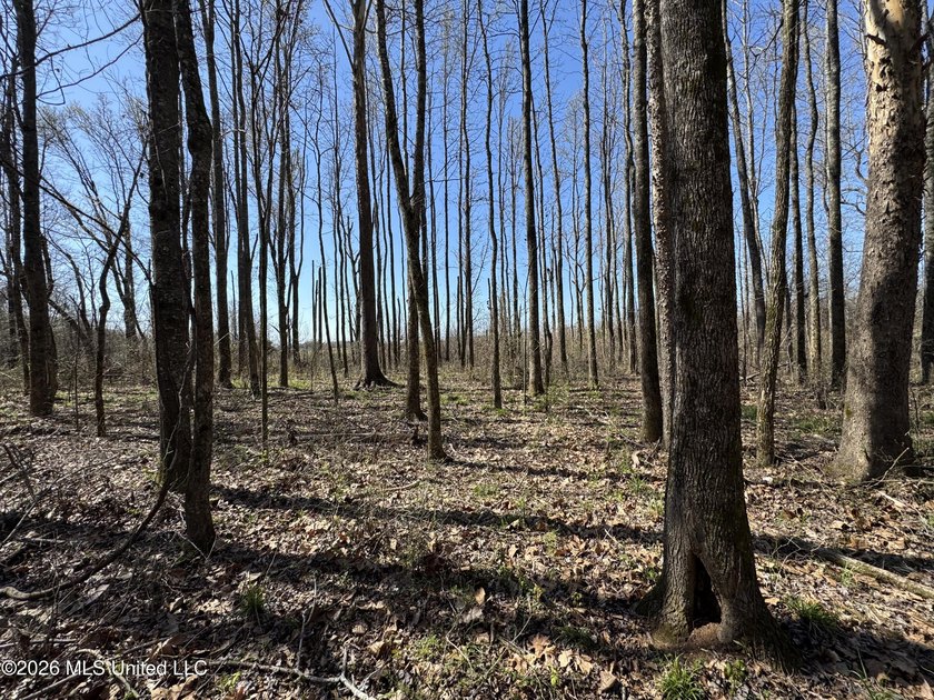 Don't Miss This Opportunity in Yazoo County, MS! Looking for the - photo 8