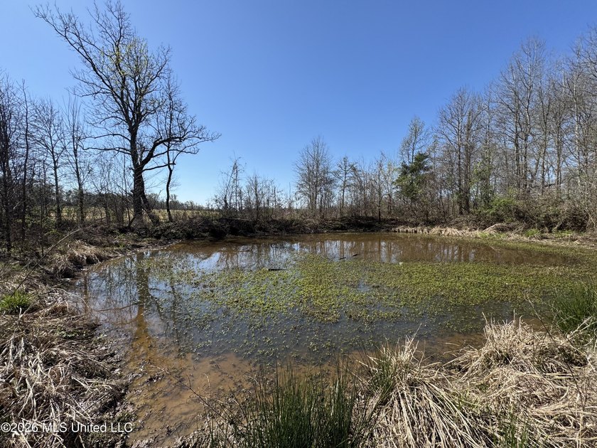 Don't Miss This Opportunity in Yazoo County, MS! Looking for the - photo 9