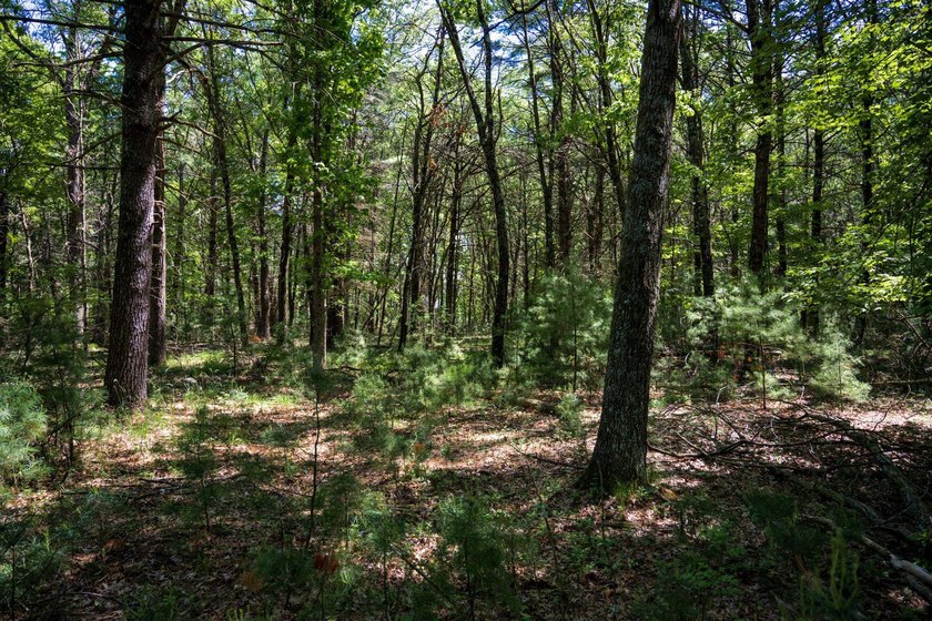 Come take a look at this 1 acre parcel with deeded access to - photo 18