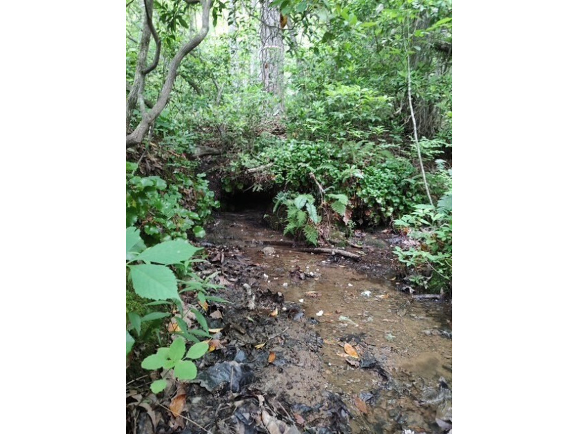 Unrestricted 1.76 acre near Fontana Lake. Forested landscape - photo 2