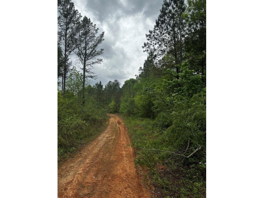 APPROX 197 ACRES LAFAYETTE COUNTY TIMBERLAND, GENTLY ROLLING - photo 11