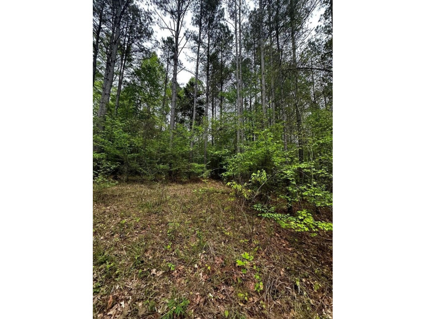 APPROX 197 ACRES LAFAYETTE COUNTY TIMBERLAND, GENTLY ROLLING - photo 13