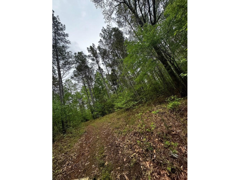 APPROX 197 ACRES LAFAYETTE COUNTY TIMBERLAND, GENTLY ROLLING - photo 14