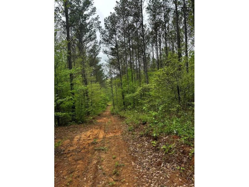 APPROX 197 ACRES LAFAYETTE COUNTY TIMBERLAND, GENTLY ROLLING - photo 15