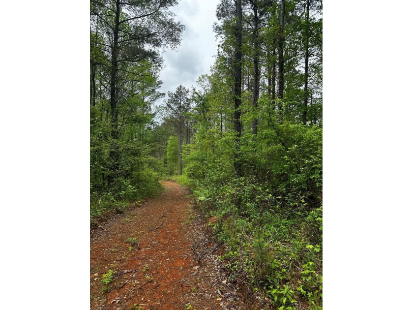 APPROX 197 ACRES LAFAYETTE COUNTY TIMBERLAND, GENTLY ROLLING - photo 18