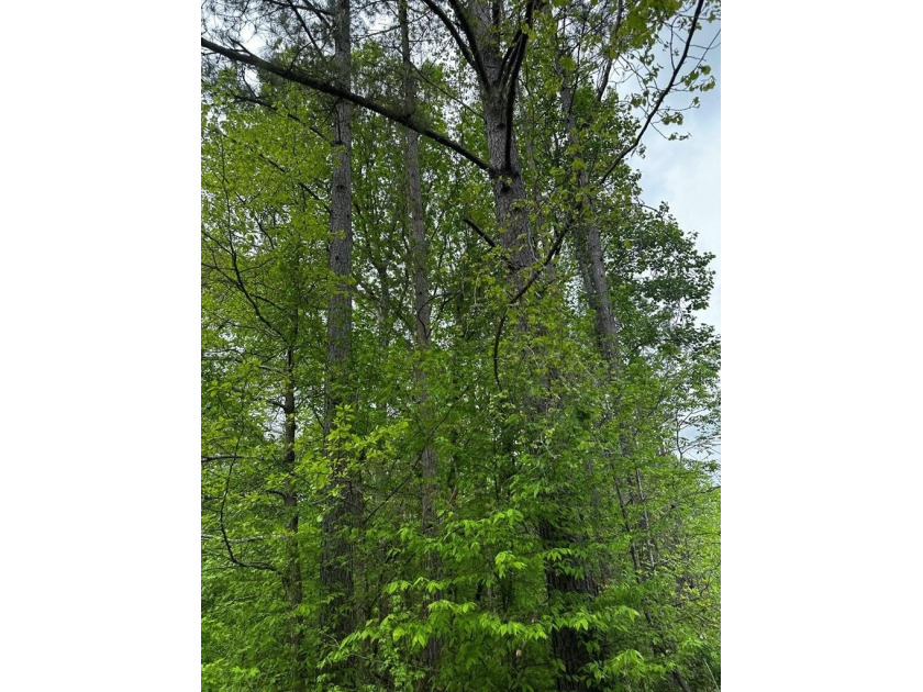 APPROX 197 ACRES LAFAYETTE COUNTY TIMBERLAND, GENTLY ROLLING - photo 19