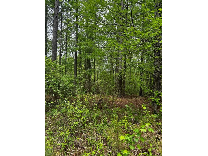 APPROX 197 ACRES LAFAYETTE COUNTY TIMBERLAND, GENTLY ROLLING - photo 20