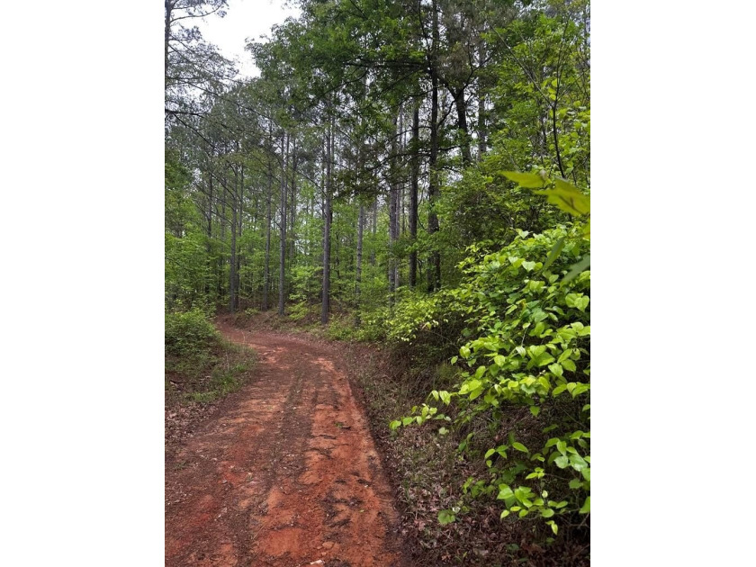 APPROX 197 ACRES LAFAYETTE COUNTY TIMBERLAND, GENTLY ROLLING - photo 21