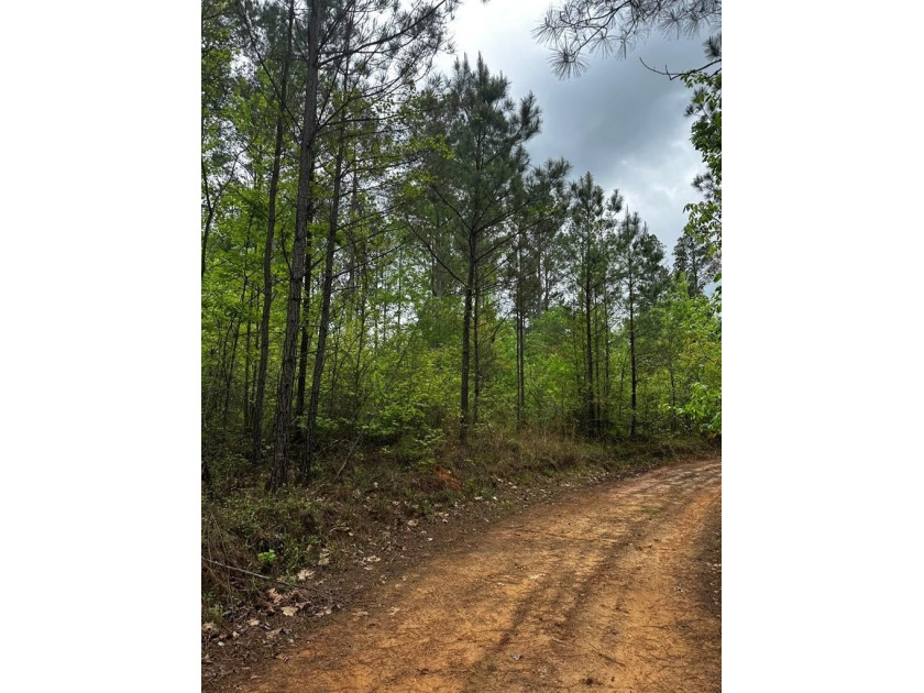 APPROX 197 ACRES LAFAYETTE COUNTY TIMBERLAND, GENTLY ROLLING - photo 22