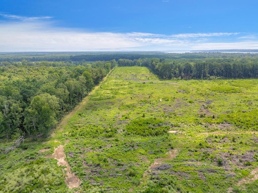 The 135.25-acre tract, recently planted with Elite Containerized - photo 5