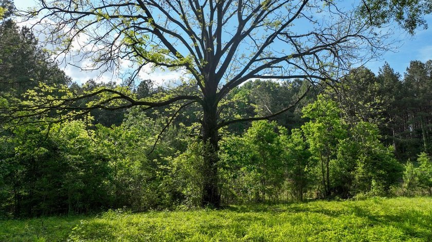 This is the ideal tract for the savvy investor/recreational - photo 3