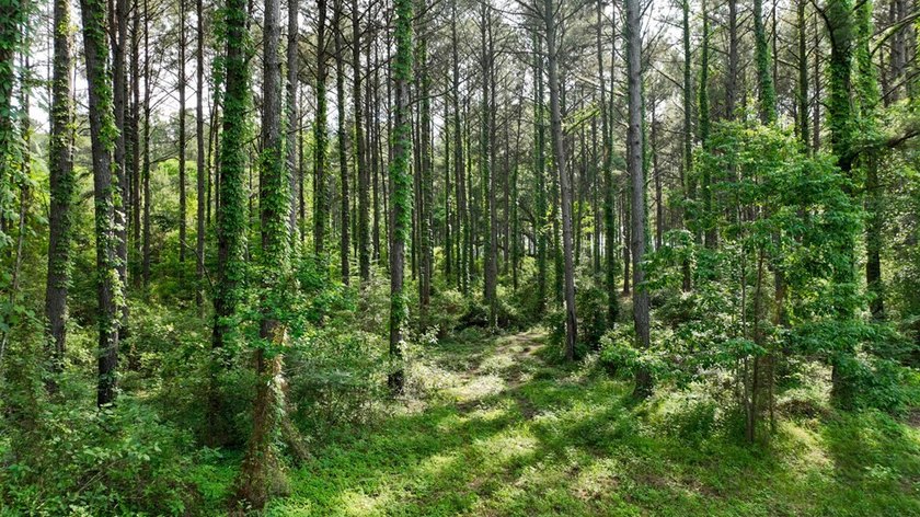 This is the ideal tract for the savvy investor/recreational - photo 4