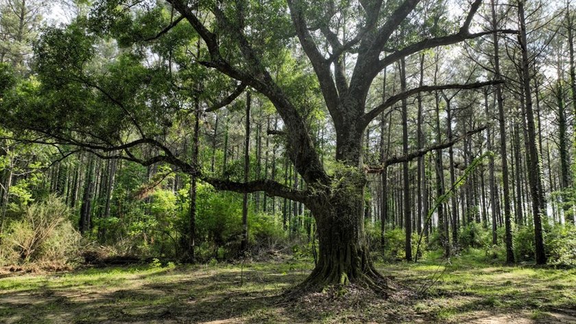 This is the ideal tract for the savvy investor/recreational - photo 5
