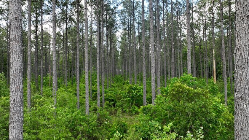 This is the ideal tract for the savvy investor/recreational - photo 9
