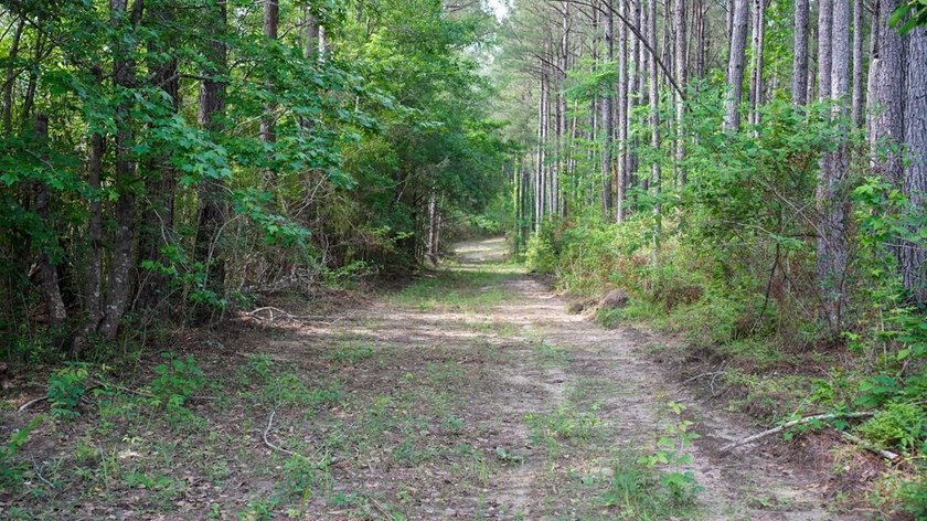 This is the ideal tract for the savvy investor/recreational - photo 10