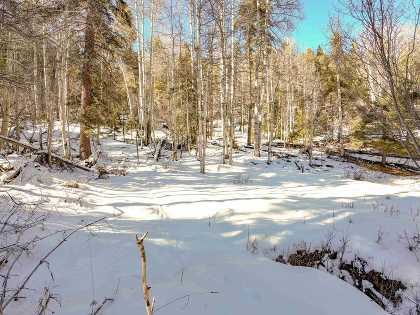 Beautiful single-family equestrian offering with the option to - photo 34