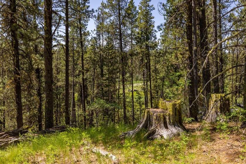 Valley View Lot on Huckleberry Place! Seller financing available - photo 6