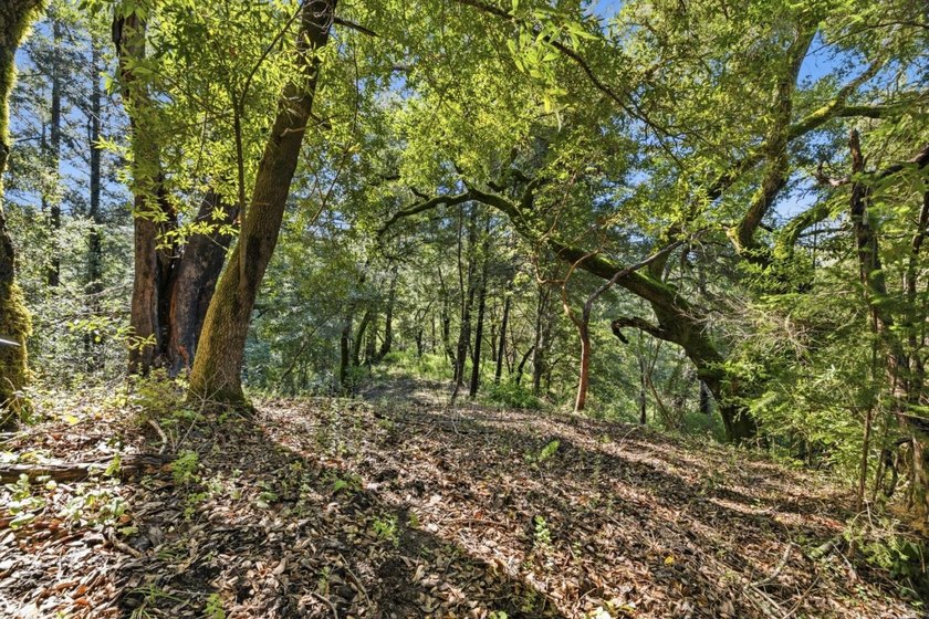 Tucked away in the peaceful redwoods of Boulder Creek, 360 - photo 4