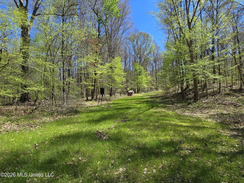 Hunting Cabin on 63 Acres in Franklin County, Mississippi - photo 6