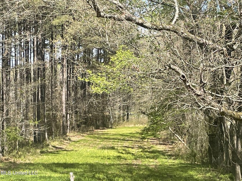 The drive down the long shaded drive leads you to this beautiful - photo 18