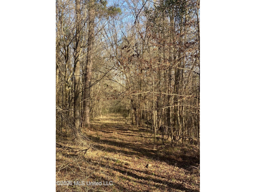 Hunting and Recreational retreat - 398+/- Acres in Amite County - photo 3