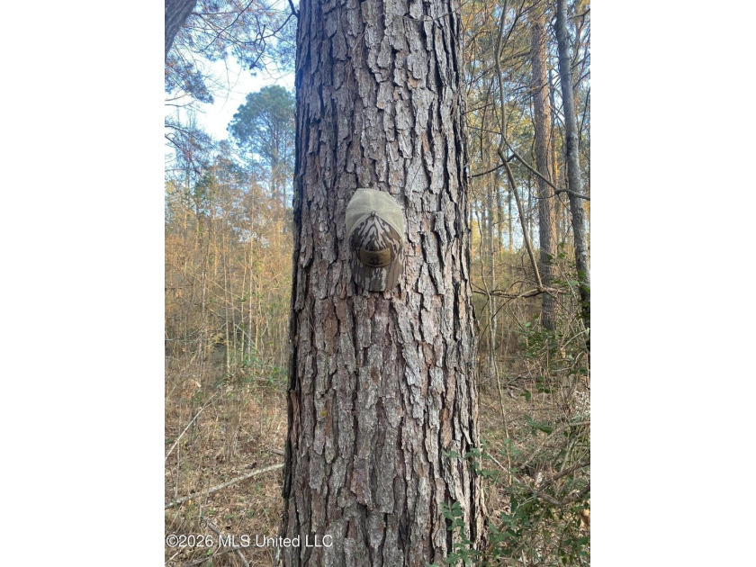Hunting and Recreational retreat - 398+/- Acres in Amite County - photo 4
