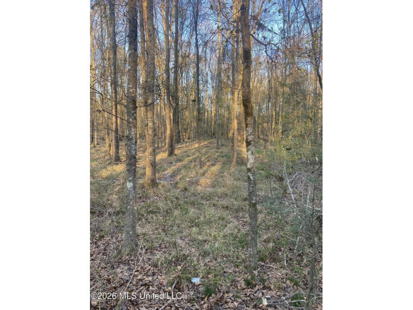 Hunting and Recreational retreat - 398+/- Acres in Amite County - photo 6