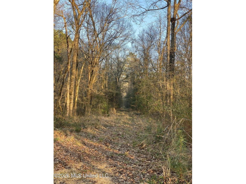 Hunting and Recreational retreat - 398+/- Acres in Amite County - photo 9