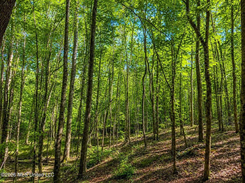 This 66+/- acre tract in the West Lincoln School District - photo 6