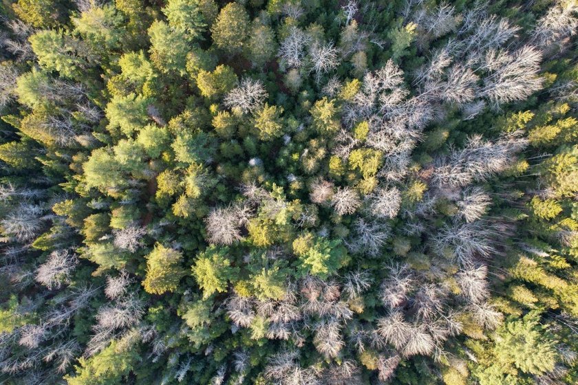 19.3 acres located in Hancock, Maine. This centrally situated - photo 8