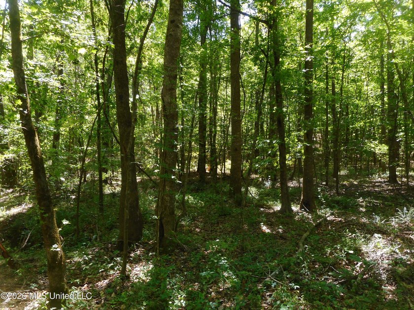 Lena 40+/- acres with about 1,400 feet of frontage along Hwy 25 - photo 4