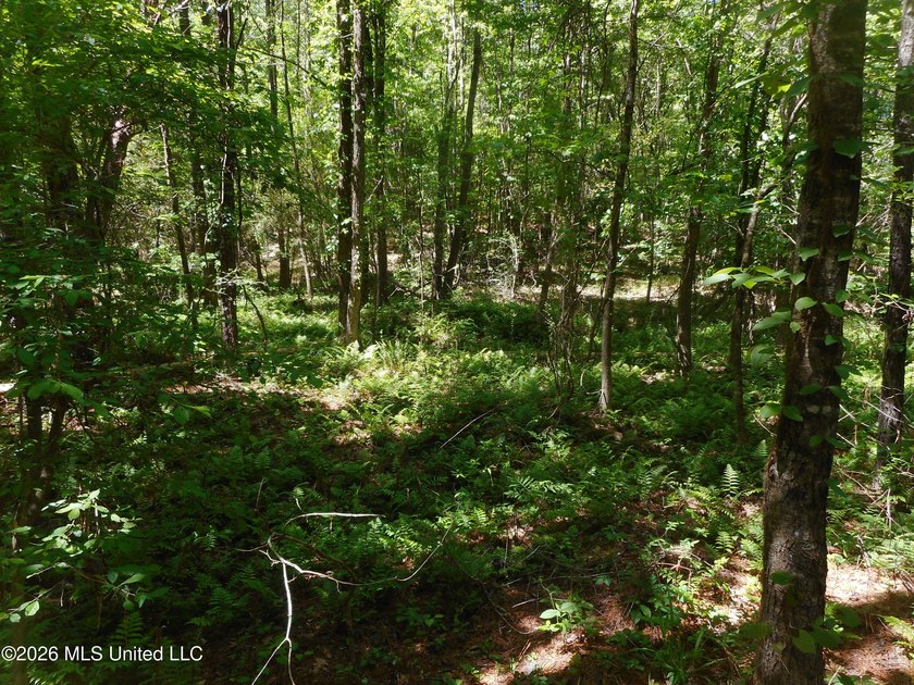 Lena 40+/- acres with about 1,400 feet of frontage along Hwy 25 - photo 6