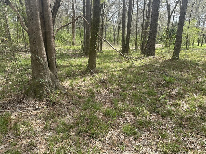 Roughly 400 ft of river frontage on the Bouie River. This - photo 7