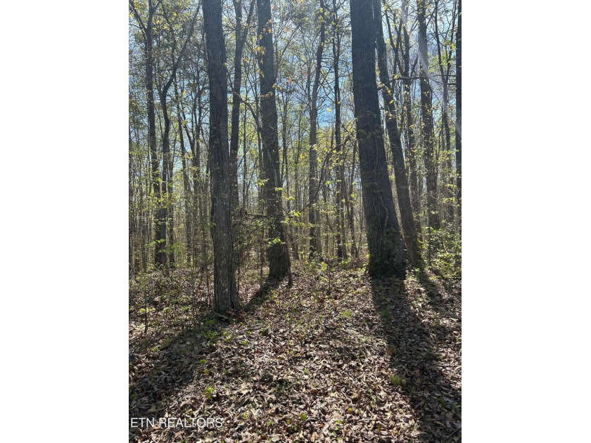 Want a large acreage tract with lake frontage? This lot is for - photo 3