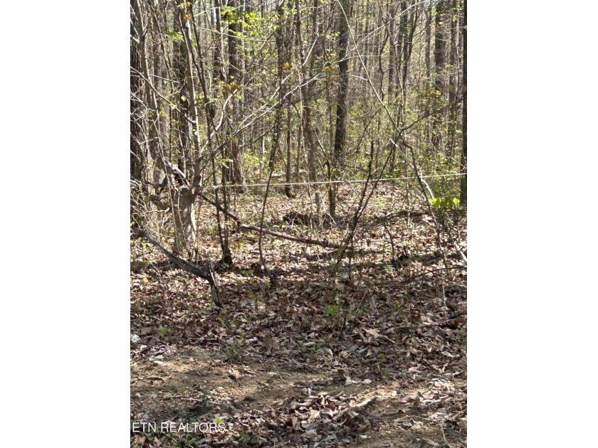 Want a large acreage tract with lake frontage? This lot is for - photo 5