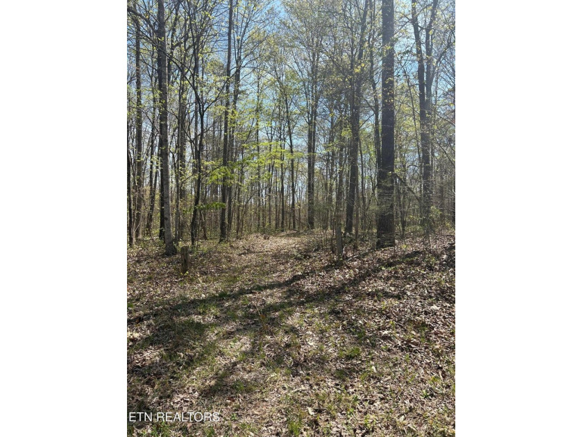Want a large acreage tract with lake frontage? This lot is for - photo 7